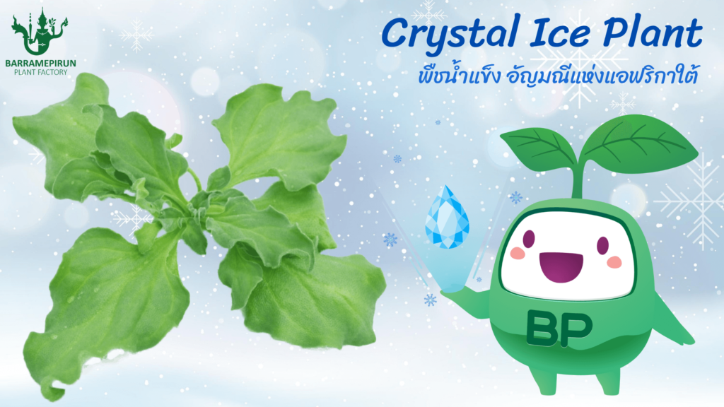 Crystal Ice Plant