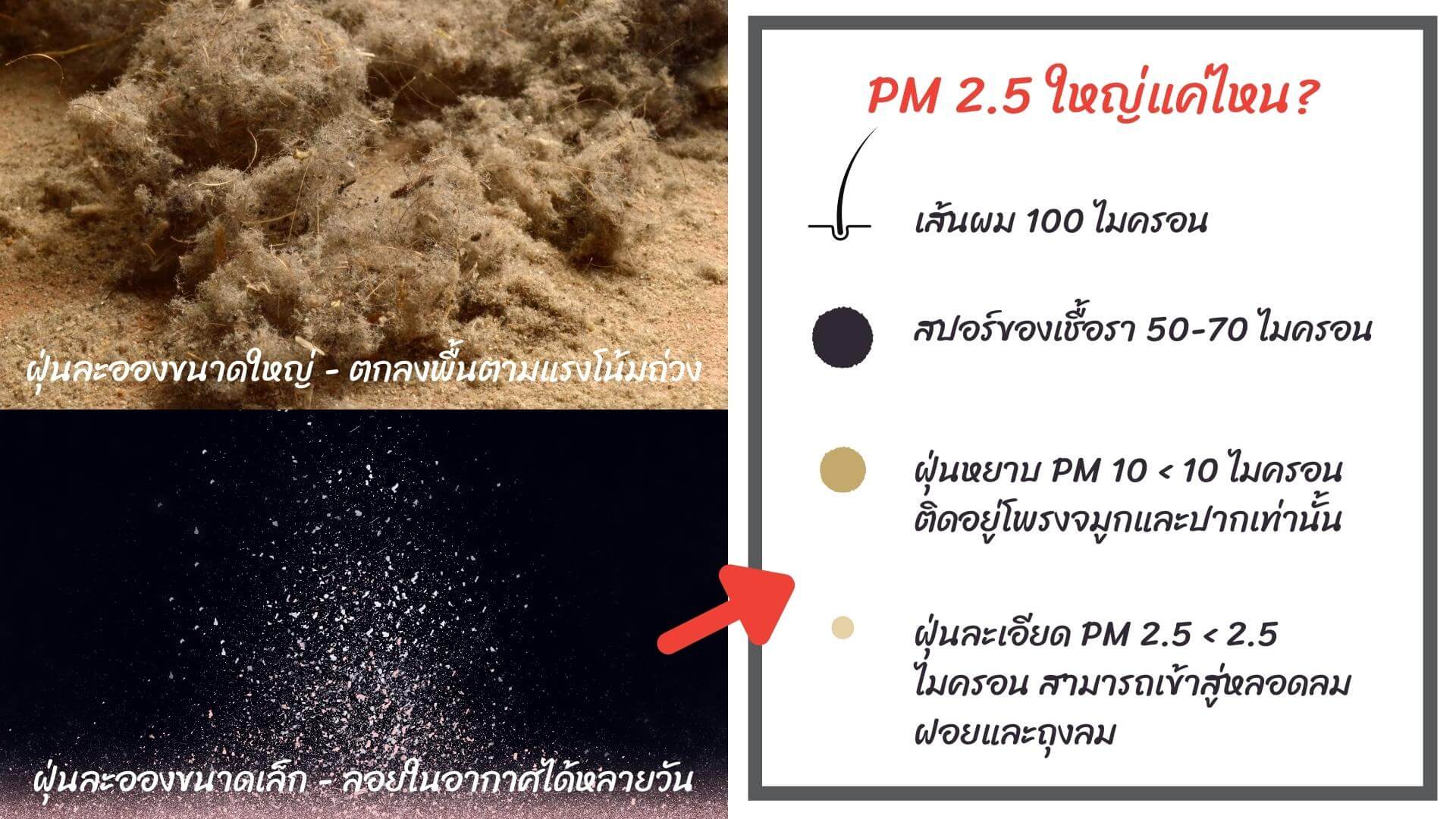 ต้นไม้ฟอกอากาศ vs PM 2.5