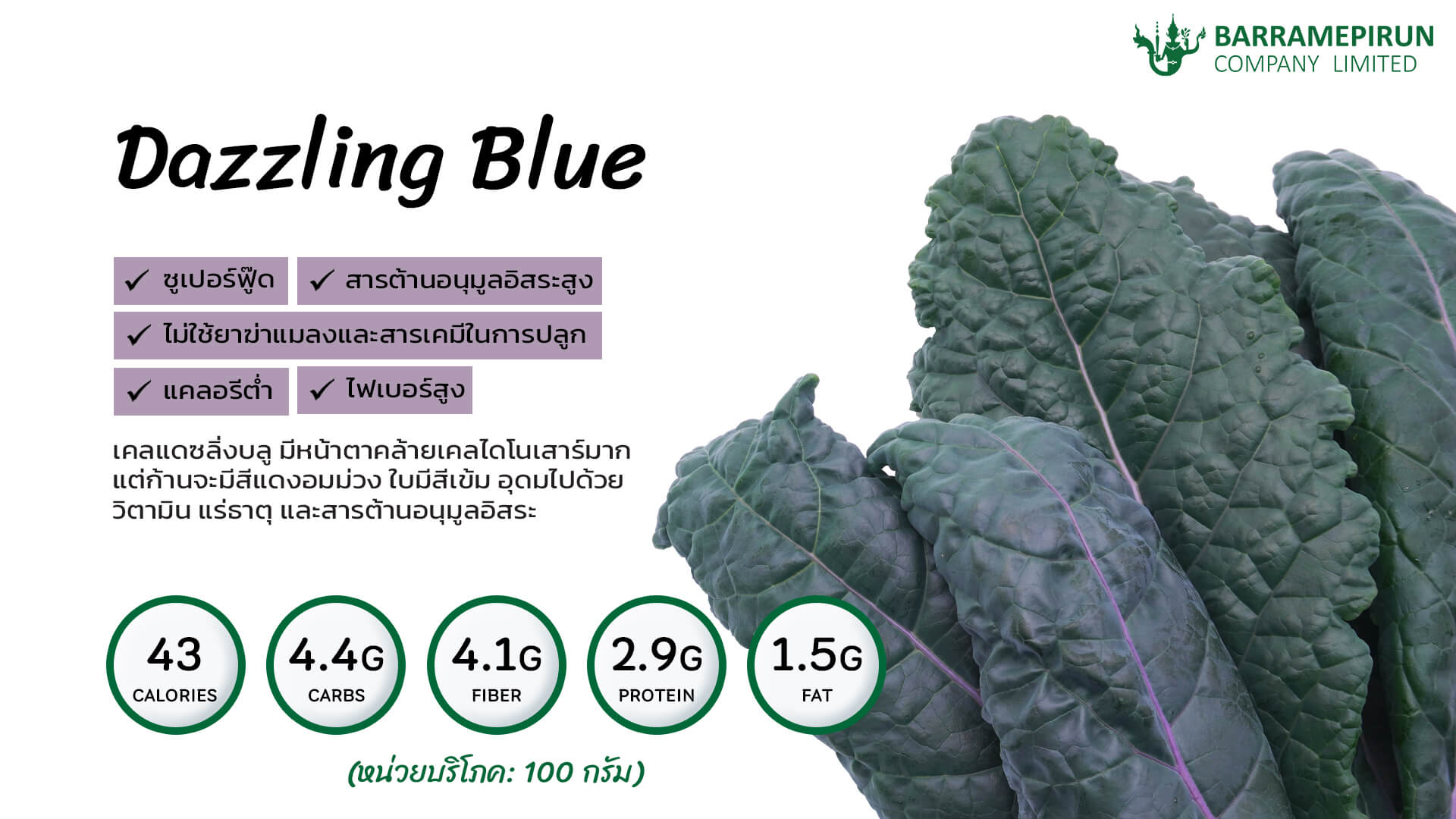 เคลแดซลิ่งบลู Dazzling Blue Kale
