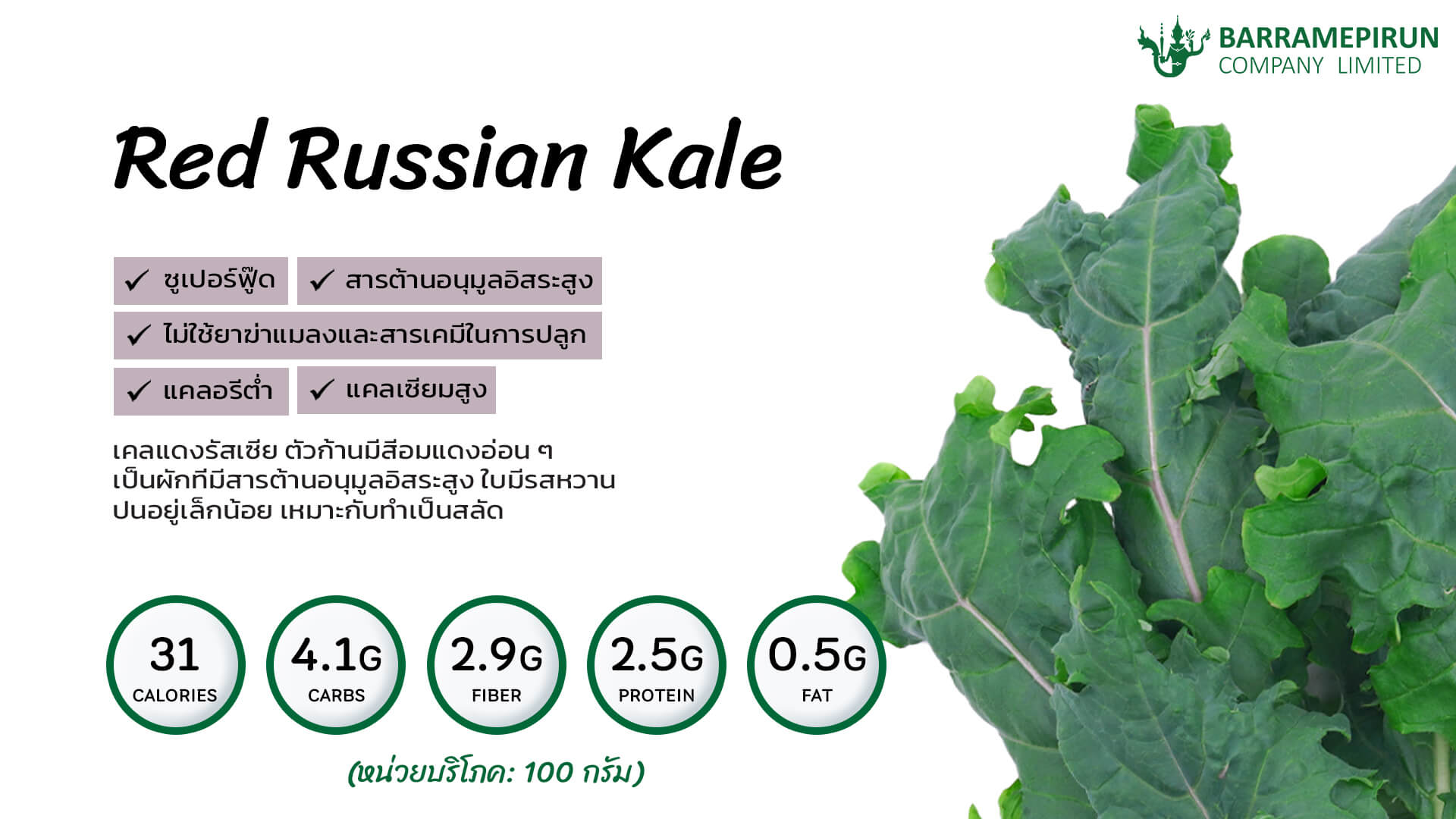 เคลแดงรัสเซีย Red Russian Kale