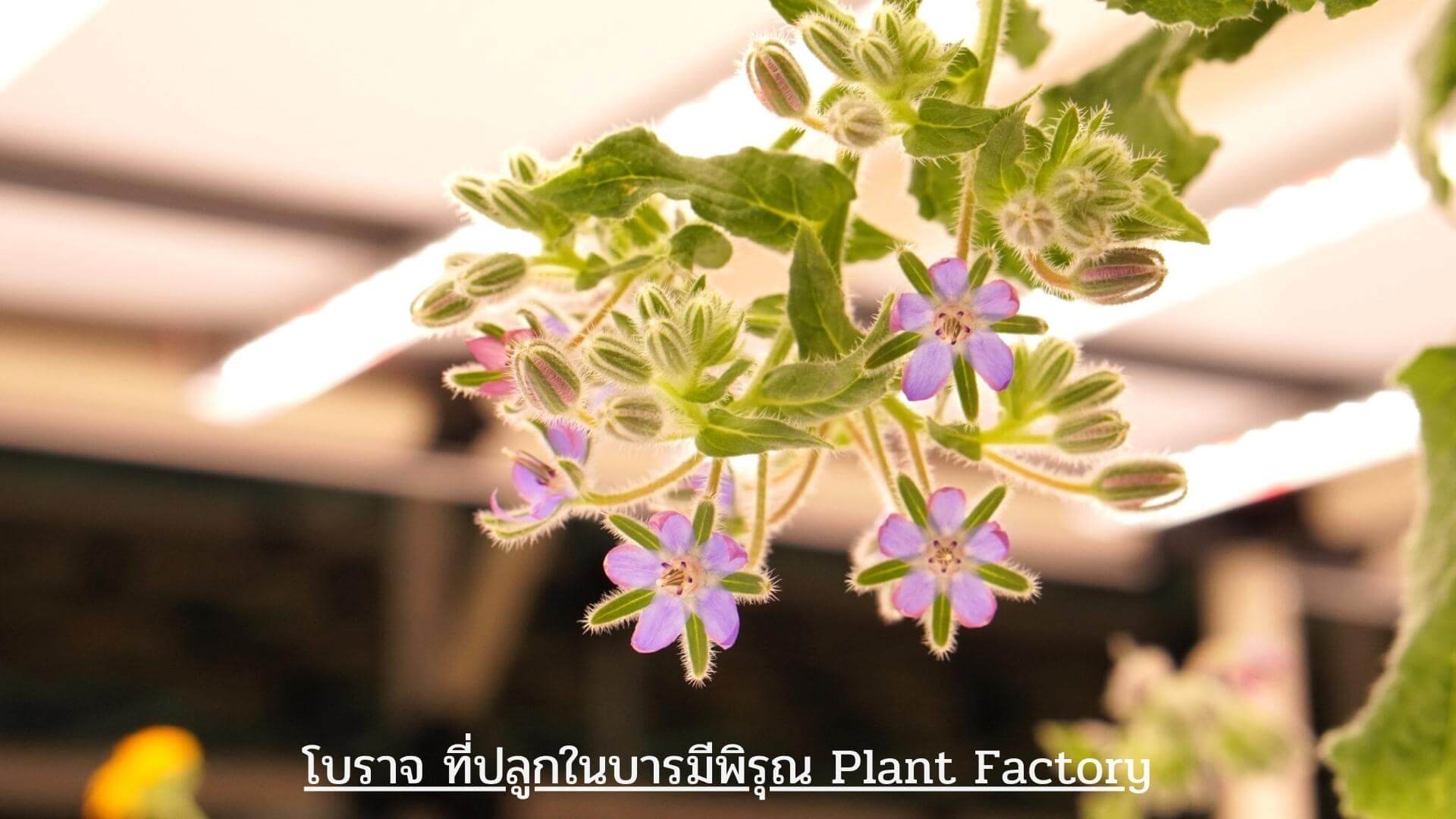พืชมูลค่าสูง Plant Factory