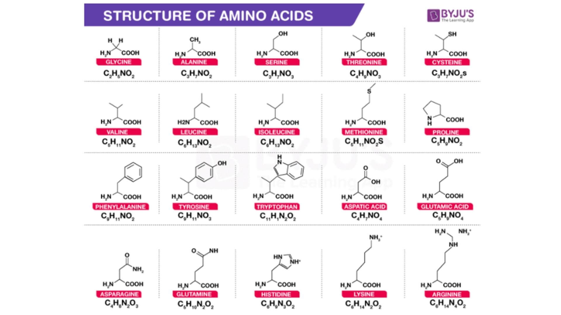 กรดอะมิโน Amino Acid