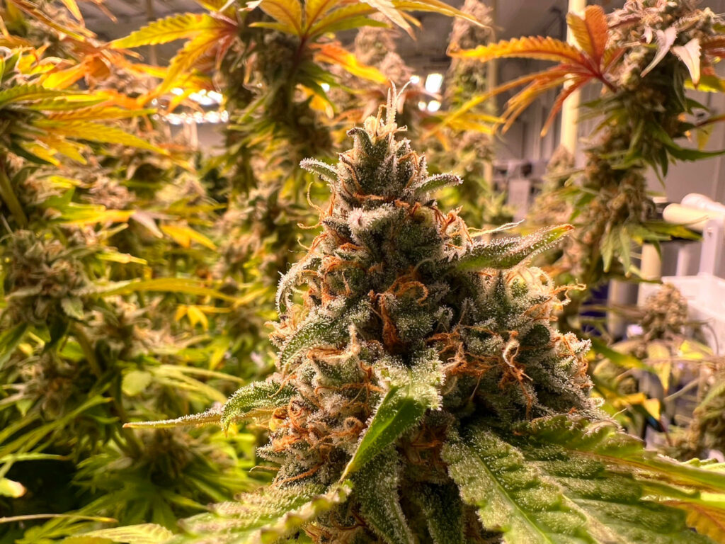 BarramePirun Medical Cannabis Flowering Sundae Punch